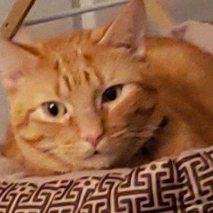 Meet your Posher, Ash